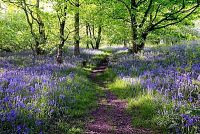 Lavender Woods Parfümöl
